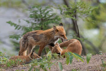 キタキツネの親子