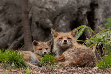 キタキツネの親子