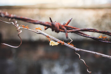red ant teamwork help together to move a food on rusted barbed wire