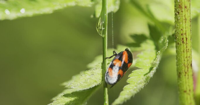 Cercopis vulnerata (also known as the black-and-red froghopper or red-and-black froghopper)
