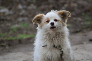 Small white fluffy dog with brown ears on a chain in the garden, dog guard in the yard, 