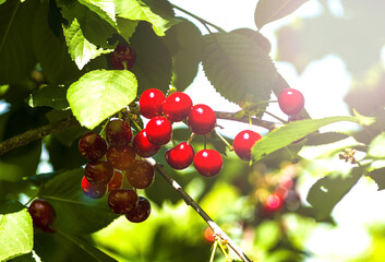 Plate. cherries.  stone fruit