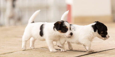 Puppy 6 weeks old playing together. Group of purebred very small Jack Russell Terrier baby dogs