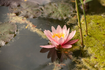 beautiful pink water lilies in the lake surrounded by reeds