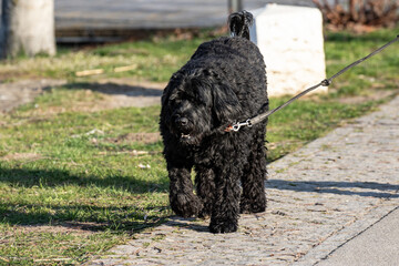 Portugisischer Wasserhund