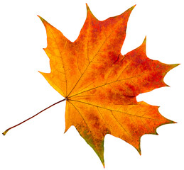 autumn leaves Isolation.