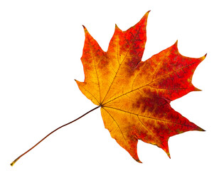 autumn leaves Isolation.