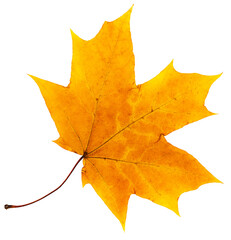 autumn leaves on white .