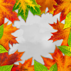 autumn leaves Collection.