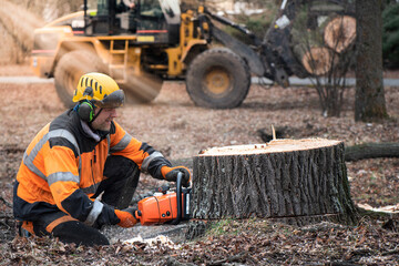 Lumberjack with chainsaw is shortening  a stump of sawed linden tree in linden alley. Removing...