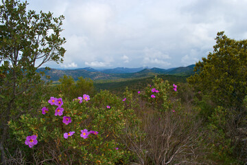 Fototapeta premium krajobraz góry niebo chmury rośliny widok