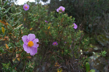 kwiat roślina przyroda flora park 