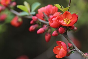 赤色のボケの花