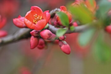赤色のボケの花