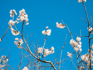 空と桜の花