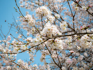 青空と桜