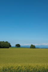 夏の緑のムギ畑と青空
