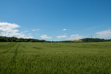 夏の緑のムギ畑
