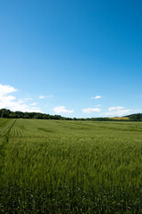 Obraz premium 夏の緑のムギ畑 