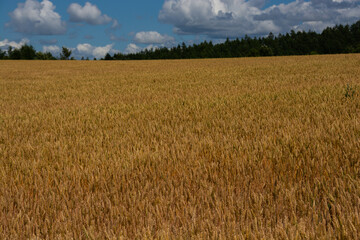 収穫前の黄金色のムギ畑
