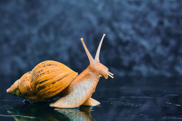 live snail looking up on a smooth black surface against a dark background © Evgeny