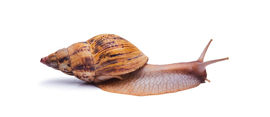 live giant african land snail isolated on white background