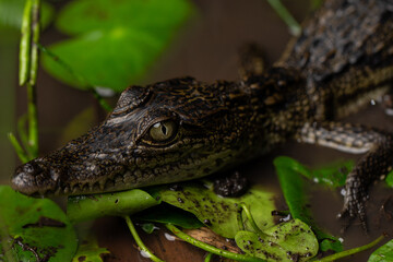Crocodylus moreletii Crocodile in water