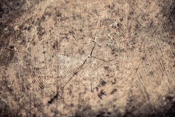 Detail of halved tree trunk. Soft focus.