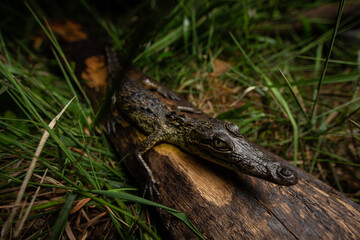 Crocodylus moreletii Crocodile in water