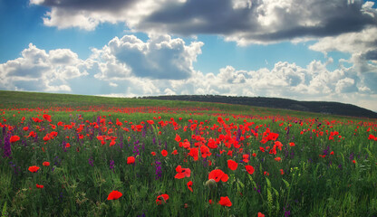 Fototapeta na wymiar Beautiful Spring Landscape. Field with flowers, red poppies.