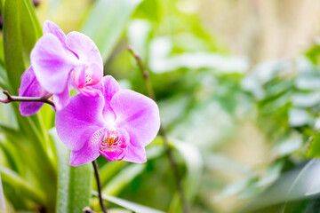 Fototapeta na wymiar Purple orchids in a wild tropical forest. Beautiful spring flowers with soft green background