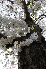 White cherry blossoms on an old tree.