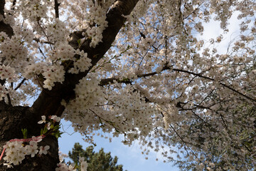 White cherry blossoms on an old tree.