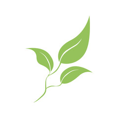 Obraz premium Branch of green coffee leaves isolated on white. Vector illustration. Decorative element. Icon, sign, symbol, emblem. For a wide range of applications in your design.
