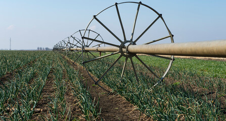 Fields of onion with irrigation system