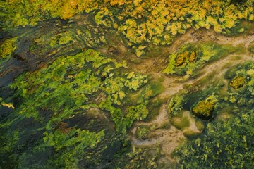 green algae - research concept. food concept. abstract concept.