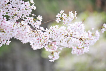 Cherry Blossom