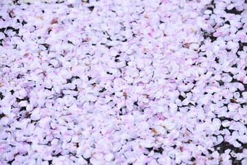 Fallen cherry blossoms