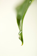 green leaf with water droplet