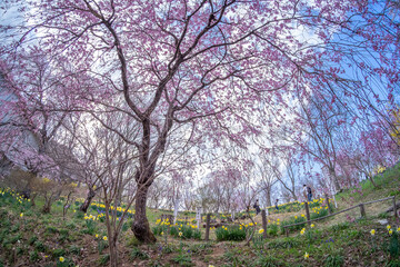 船岡城址公園の枝垂れ桜