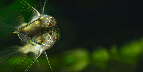Predatory freshwater butterfly fish. Pantodon buchholzi.