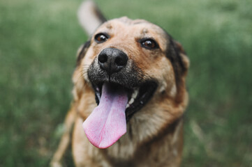 Portrait of a playful brown dog outdoor in the park. The muzzle of a dog with a protruding tongue on a background of grass. The shot taken with a selective focus showing dog's nose.