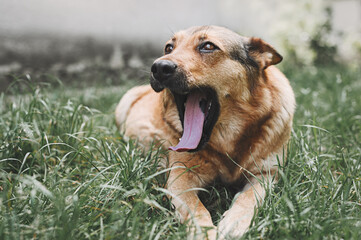 Yawning with long tongue out. Head of ginger mongrel dog facing camera with mouth wide open looking to the side against a background of grass.