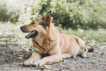 Naklejka na ściany i meble Beautiful background dog. A large mongrel dog lies in the garden and looks to the side