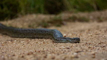 An african rock python in the wild