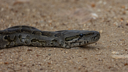 An african rock python in the wild