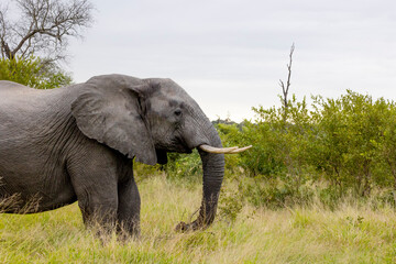 Big african bull elephant in the wild