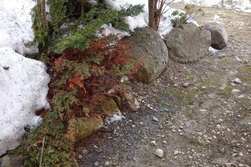 北海道の植物の一年