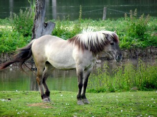 Obraz na płótnie Canvas cheval