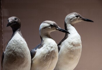 Guillemot de Troïl naturalisés
